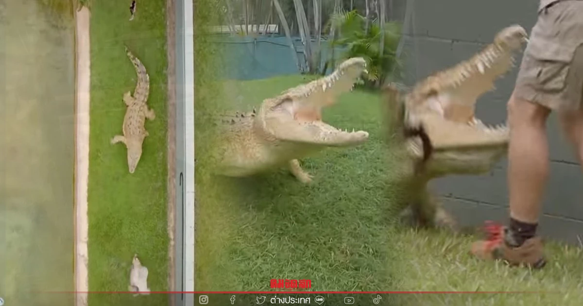ลูกชาย "สตีฟ เออร์วิน" เผยคลิปนาทีจระเข้พุ่งใส่-หวิดถูกงาบ ต้องวิ่งหนี    