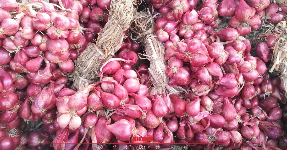 มองไปข้าง เพื่อพัฒนา อนาคต "หอมแดง" ศรีสะเกษ