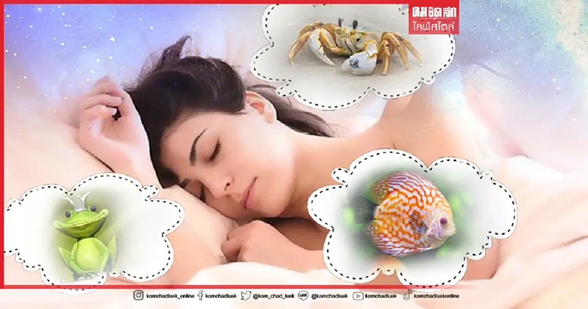 .10 ความฝัน ที่ ทำนาย ว่าคุณกำลังจะ รวย มี โชคลาภ พร้อม เลขเด็ด นำโชค.