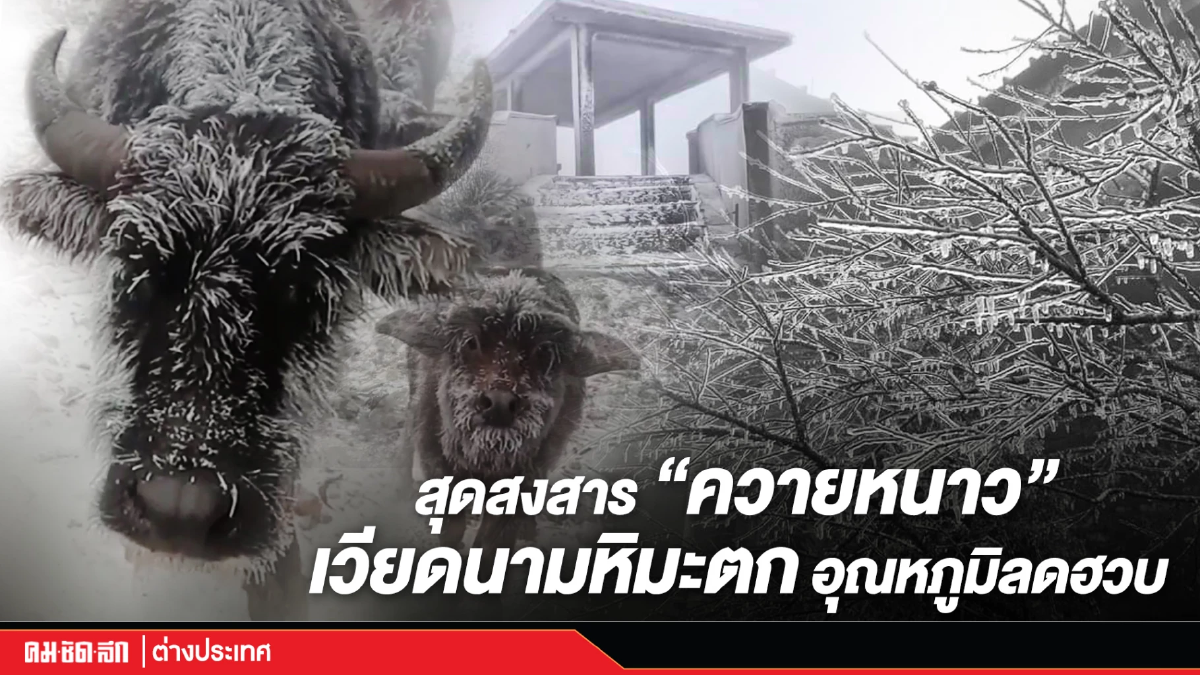 (คลิป) สุดสงสาร "ควายหนาว" เวียดนามหิมะตก อุณหภูมิลดฮวบ (คลิป) สุดสงสาร "ควายหนาว" เวียดนามหิมะตก อุณหภูมิลดฮวบ