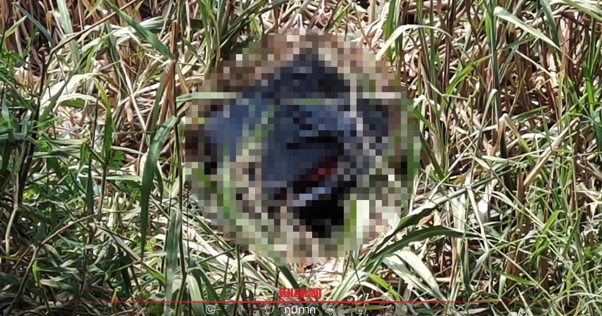 ผงะ สาวแพล้นปูนวัย 18 หายจากบ้าน 4 วัน พบเป็นศพถูก "ฆ่ายัดกล่อง" ทิ้งป่าหญ้า