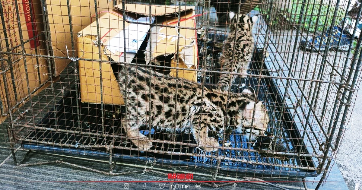 จนท. รับ "ลูกเสือปลา"  2 พี่น้อง สัตว์ป่าใกล้สูญพันธุ์ไปอนุบาลก่อนส่งคืนป่า