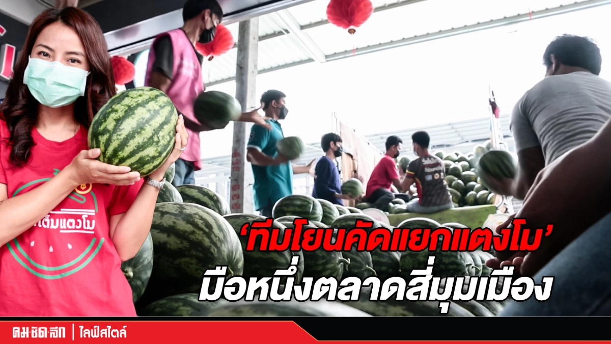 (คลิป) "ทีมโยนคัดแยกแตงโม" มือหนึ่งตลาดสี่มุมเมือง