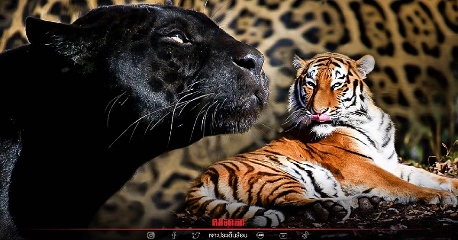 รู้ไหม "เสือ" ประเทศไทย มีกี่สายพันธุ์ เปิดภาพหาดูยากครบทุกชนิด