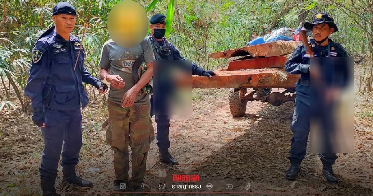 ตำรวจ ปทส. จับกลางป่าสงวนแห่งชาติ "แก๊งลักลอบตัดไม้" ยึดเลื่อยยนต์ ไม่มะค่า ตำรวจ ปทส. จับกลางป่าสงวนแห่งชาติ "แก๊งลักลอบตัดไม้" ยึดเลื่อยยนต์ ไม่มะค่า
