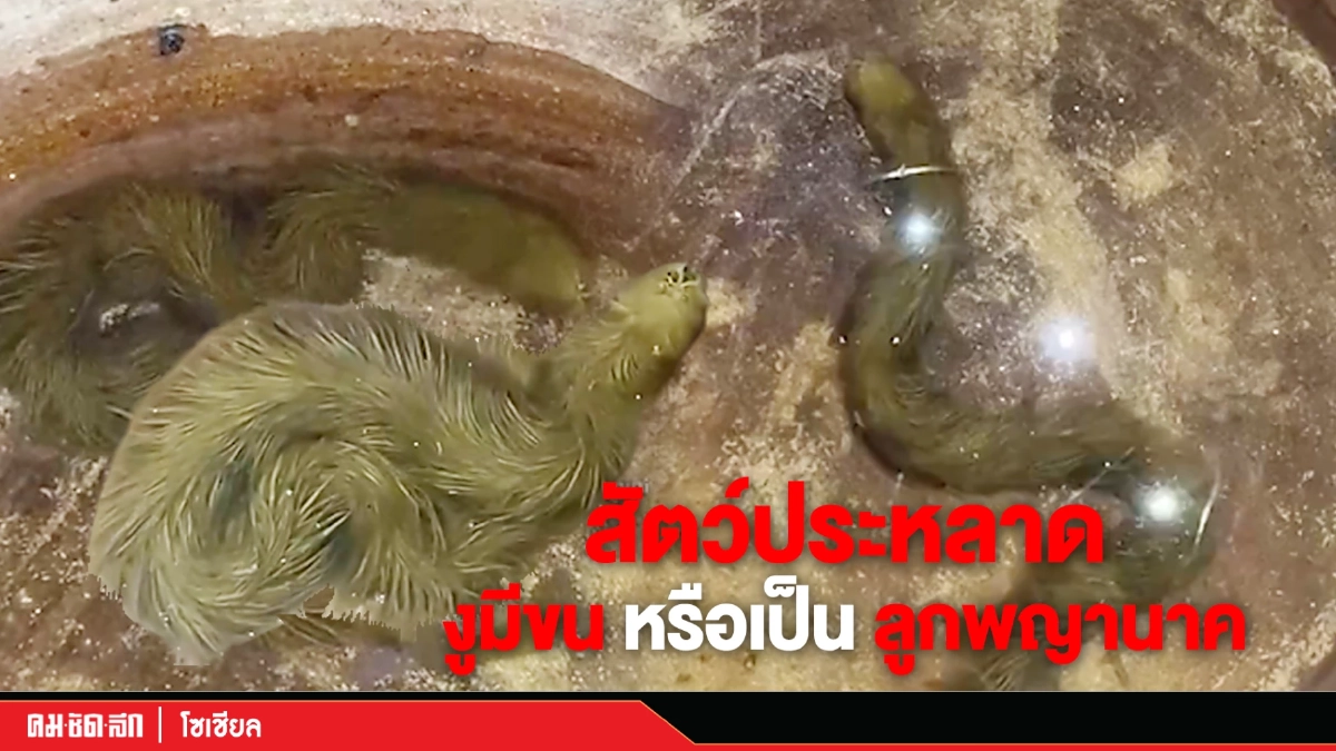 (คลิป) สัตว์ประหลาด "งูมีขน" หรือเป็นลูกพญานาค