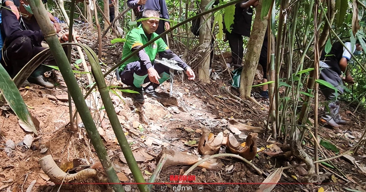 สลด ซาก "ช้างป่า" โดนยิงตัดงา คาดตายมากนานกว่า 5 เดือน