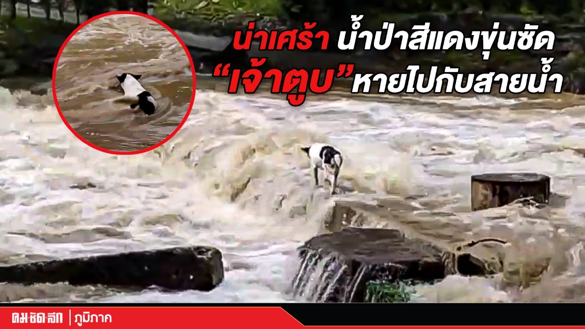 (คลิป) น่าเศร้า น้ำป่าสีแดงขุ่นซัดเจ้าตูบหายไปกับสายน้ำ