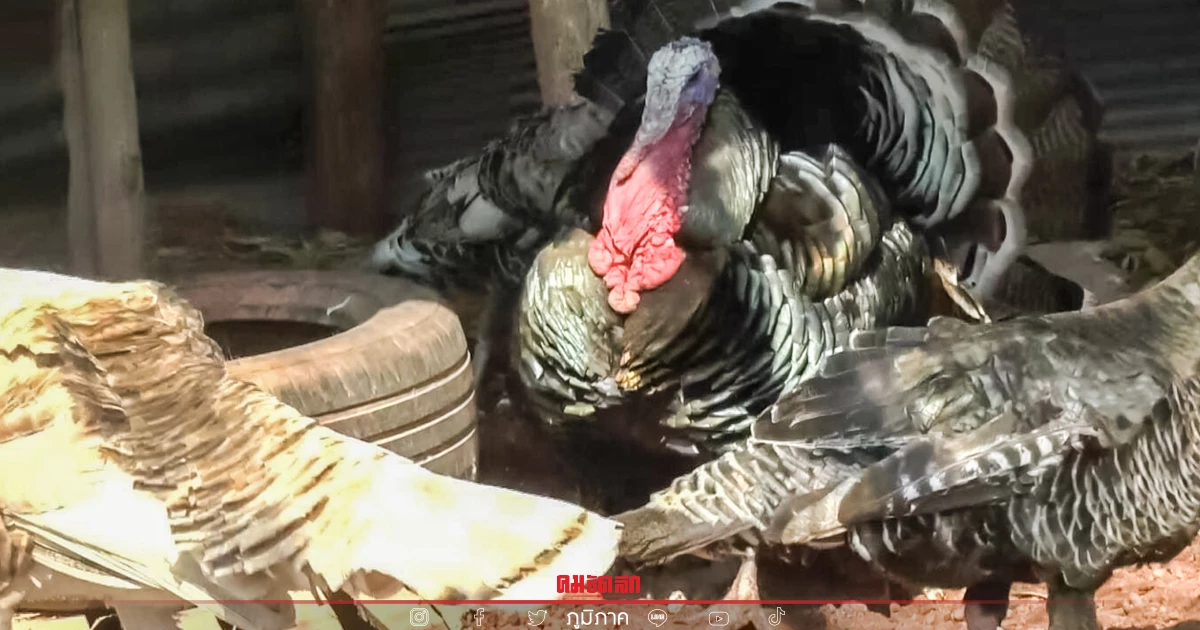 ครูเกษียณชาวพะเยา แนะพัฒนาความรู้ เพาะ "เลี้ยงไก่งวง" ขายได้ราคา ครูเกษียณชาวพะเยา แนะพัฒนาความรู้ เพาะ "เลี้ยงไก่งวง" ขายได้ราคา