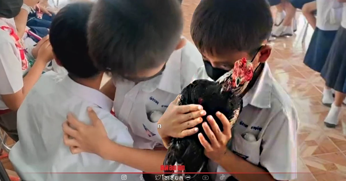 เอ็นดูไม่ไหว "อุ้มไก่ชน" ให้รุ่นพี่เป็นของขวัญจบป.6