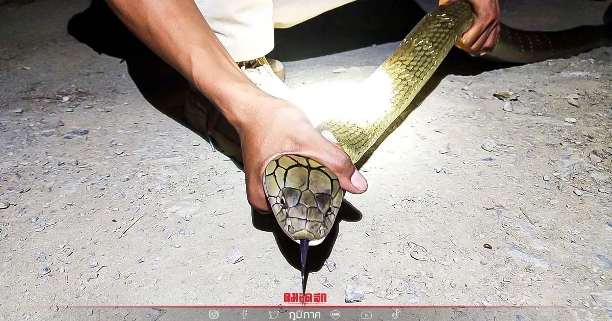 ชาวบ้านผงะ เจอ "งูจงอางยักษ์" ยาวกว่า 3 ม. เลื้อยพาดขวางทางเข้าบ้าน (มีคลิป)