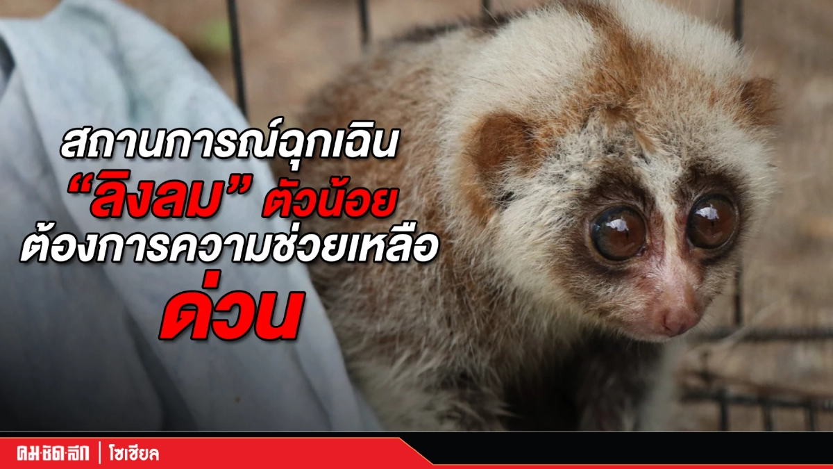 เกือบไม่รอด "ลิงลม" ตัวน้อยออกหากินแต่เท้าดันไปติดน้ำยาง เกือบไม่รอด "ลิงลม" ตัวน้อยออกหากินแต่เท้าดันไปติดน้ำยาง