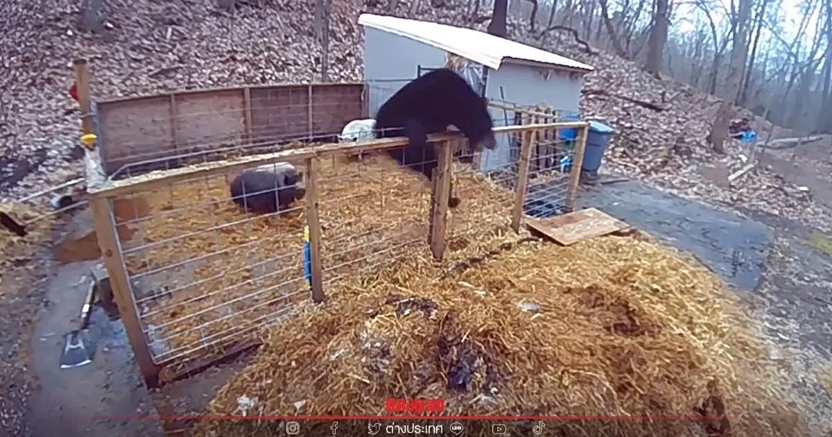 หมูก็สู้เป็น คลิปเผยนาที หมู 2 ตัว ช่วยกันขับไล่ หมี บุกคอก เจ้าของปลื้มมาก