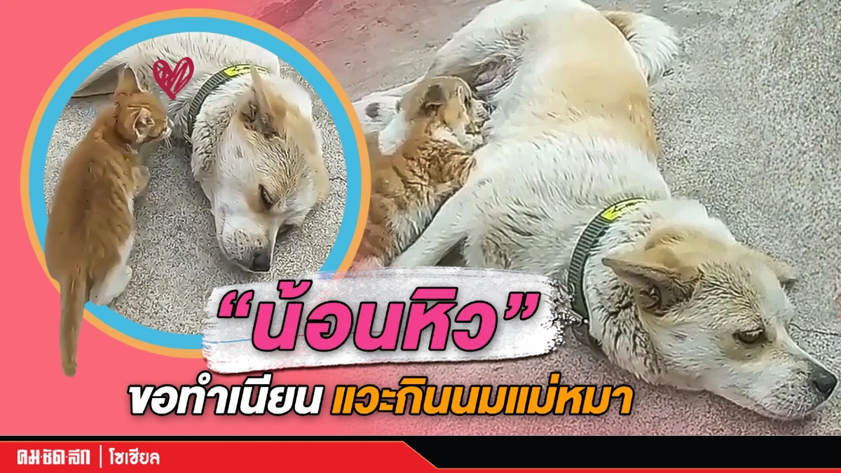 (คลิป) "น้อนหิว” ขอทำเนียน แวะกินนมแม่หมา (คลิป) "น้อนหิว” ขอทำเนียน แวะกินนมแม่หมา
