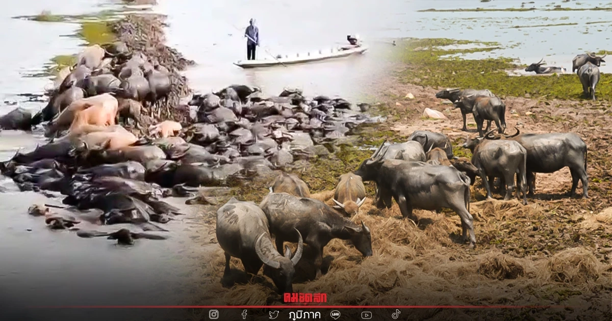 "ปศุสัตว์" เร่งช่วยเกษตรกร หลังฝูง "ควายน้ำ " ล้มตายเกือบ 200 ตัว เหตุขาดอาหาร "ปศุสัตว์" เร่งช่วยเกษตรกร หลังฝูง "ควายน้ำ " ล้มตายเกือบ 200 ตัว เหตุขาดอาหาร