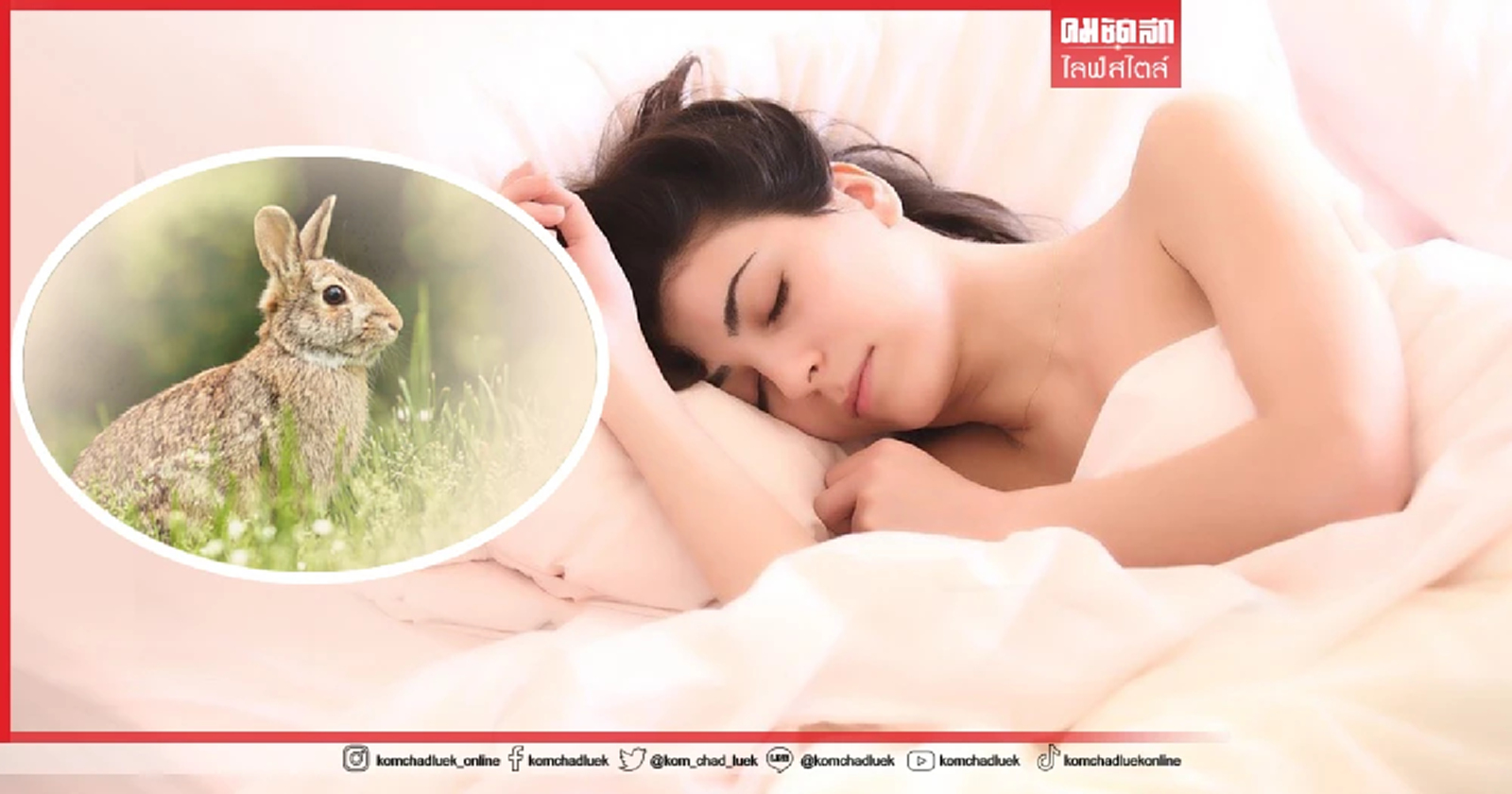 .ฝันเห็น กระต่าย สื่อความหมายอะไร และตีเป็นเลขอะไรได้บ้าง.
