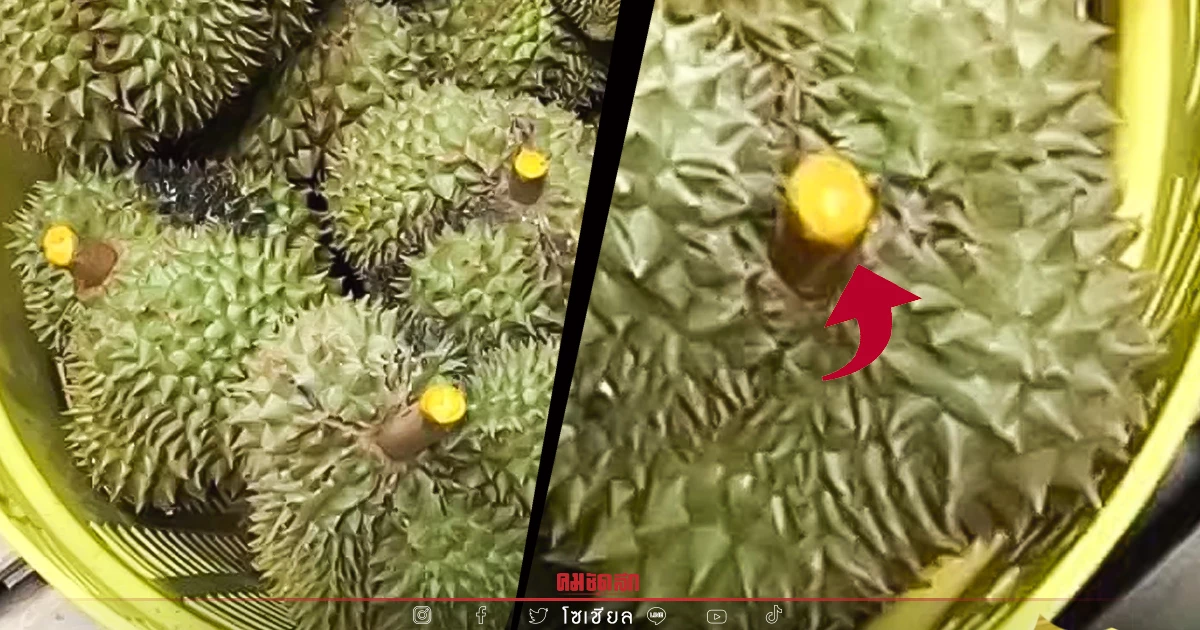 สาวกทุเรียนต้องรู้ "ทุเรียน" ถูกป้ายยาเร่งสุก กินเเล้วอันตรายหรือไม่