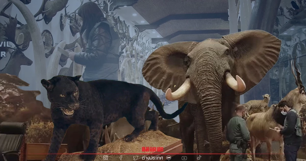 สเปนผงะ ยึดสัตว์ใกล้สูญพันธุ์สตัฟฟ์ครั้งใหญ่สุด จากคอลเลคชันเอกชน (คลิป)