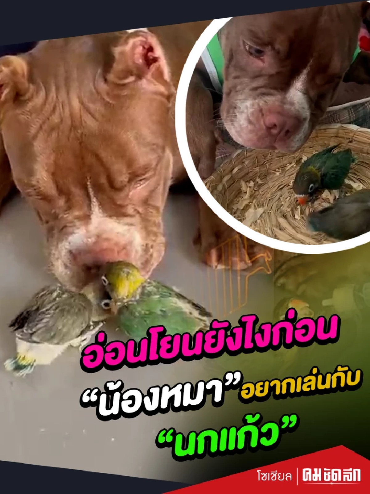 (คลิป) อ่อนโยนยังไงก่อน "น้องหมา" อยากเล่นกับ "นกแก้ว" (คลิป) อ่อนโยนยังไงก่อน "น้องหมา" อยากเล่นกับ "นกแก้ว"