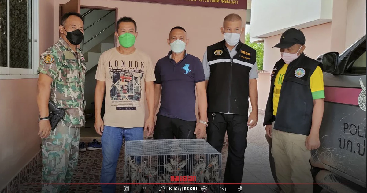 จับกุมหนุ่มใหญ่ค้า"นกปรอดหัวโขน"กว่าร้อยตัว จับกุมหนุ่มใหญ่ค้า"นกปรอดหัวโขน"กว่าร้อยตัว