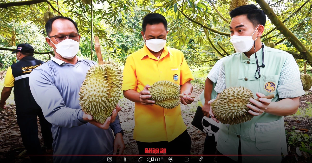 "เช็คที่นี่" เทศกาลถนนผลไม้ อ.วังจันทร์ จ.ระยอง ปีนี้พิเศษอย่างไรบ้าง "เช็คที่นี่" เทศกาลถนนผลไม้ อ.วังจันทร์ จ.ระยอง ปีนี้พิเศษอย่างไรบ้าง