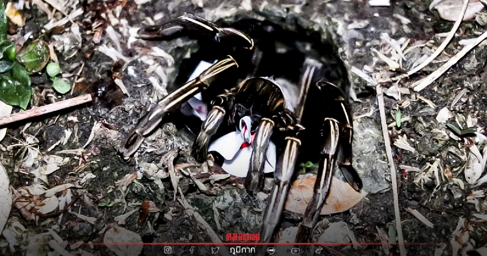 รอมาทั้งวัน มาแล้ว เลขพญาบึ้ง อ่างทอง เสี่ยงทาย 