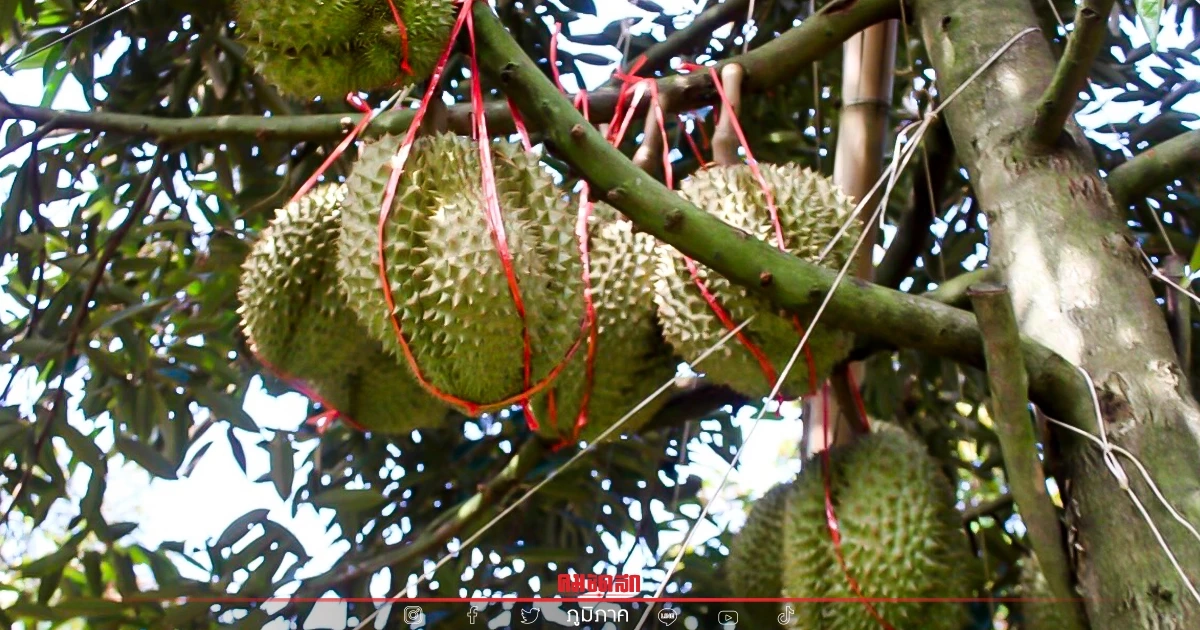 สาย "ทุเรียน" ฟินต่อ กลางเดือนมิถุนายน คิวทุเรียน อ.ครบุรี จ.นครราชสีมา 