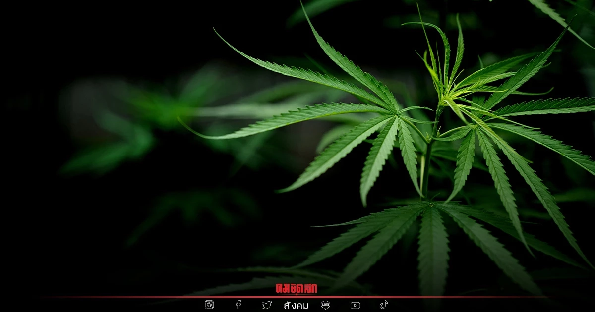 อย่าเชื่อ มิจฉาชีพ ช่วยคดี "กัญชา" เพราะเป็นคดี พ้นคุกแบบไร้มลทิน อยู่เเล้ว