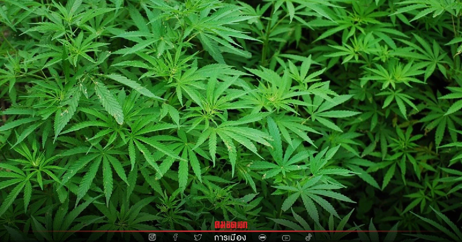 สำนักการแพทย์ รายงาน "ชัชชาติ" มีผู้เสพ "กัญชา" เสียชีวิตแล้ว 1 ราย