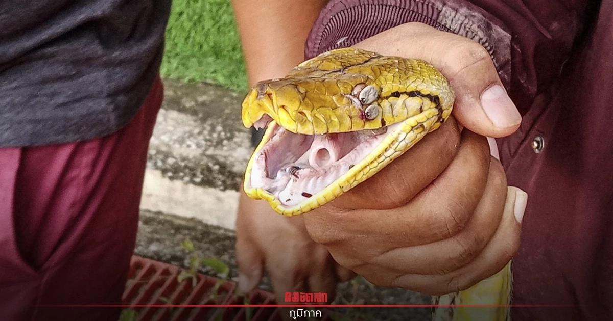 กู้ภัยต้องรื้อหลังคา จับ "งูเหลือม" ยาวกว่า 3 เมตร ซกอยู่ใต้ฝาเพดาน กู้ภัยต้องรื้อหลังคา จับ "งูเหลือม" ยาวกว่า 3 เมตร ซกอยู่ใต้ฝาเพดาน