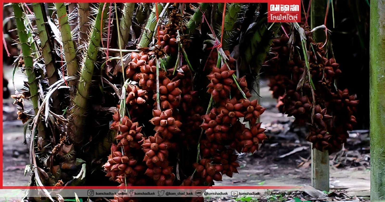 .10 ต้นไม้อัปมงคล เตือนแล้วนะ อย่าปลูกในรั้วบ้าน.