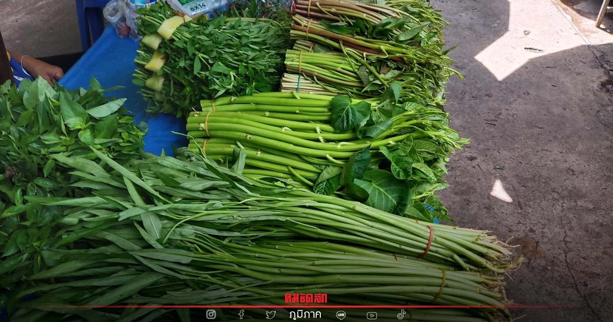 เดิน "ตลาดสด" ผักหน้าฝน อยากกินอะไรจัดไป ขายเต็มตลาด ราคาไม่แพง เดิน "ตลาดสด" ผักหน้าฝน อยากกินอะไรจัดไป ขายเต็มตลาด ราคาไม่แพง
