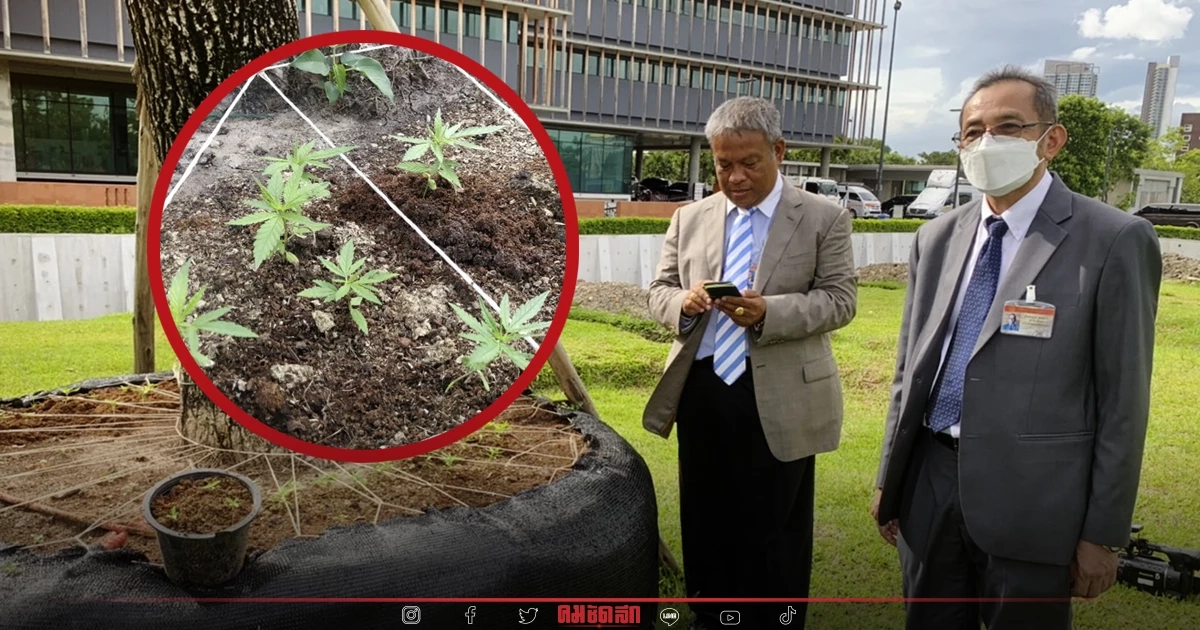 อ้าว เจอแปลงปลูก "กัญชา" ใน รัฐสภา อันทรงเกียรติ "วัชระ เพชรทอง" ขอ จนท. ย้ายออก