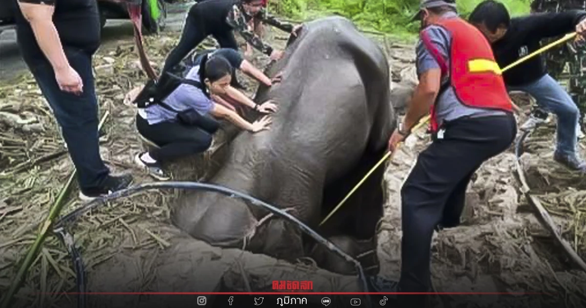 เปิดปฏิบัติการ 3 ชุด ช่วยชีวิต "ช้างป่า" 2 แม่ลูก ตกท่อขนาดใหญ่ ที่ นครนายก