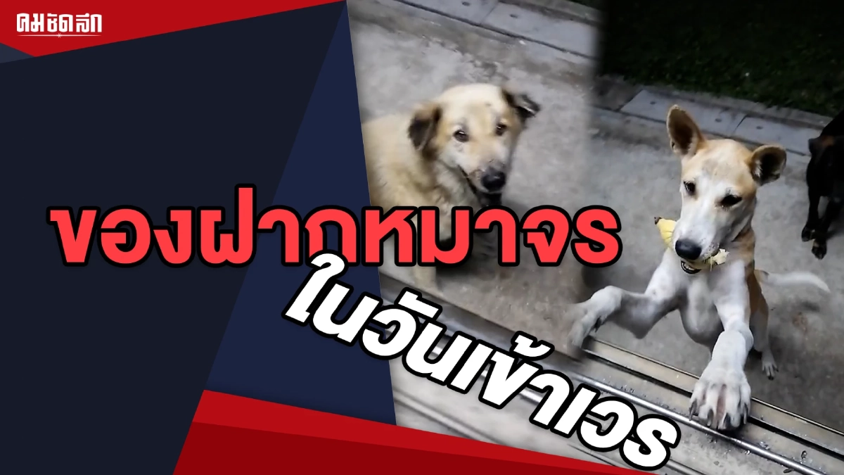(คลิป) กินง่ายอยู่ง่าย ของฝากหมาจร ในวันเข้าเวร นั่นคือกล้วย