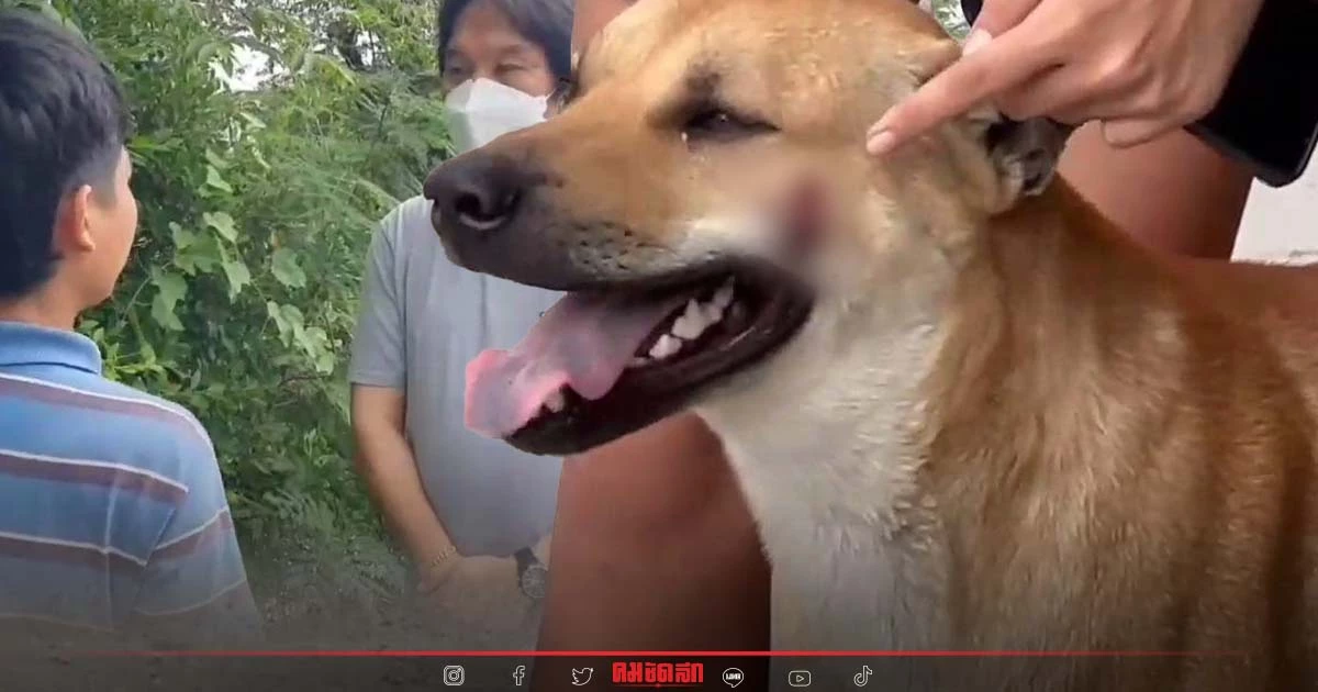 วอน ตร.เร่งล่าตัวชายใช้"อาวุธปืน" ยิงสุนัข กระสุนฝังแก้ม