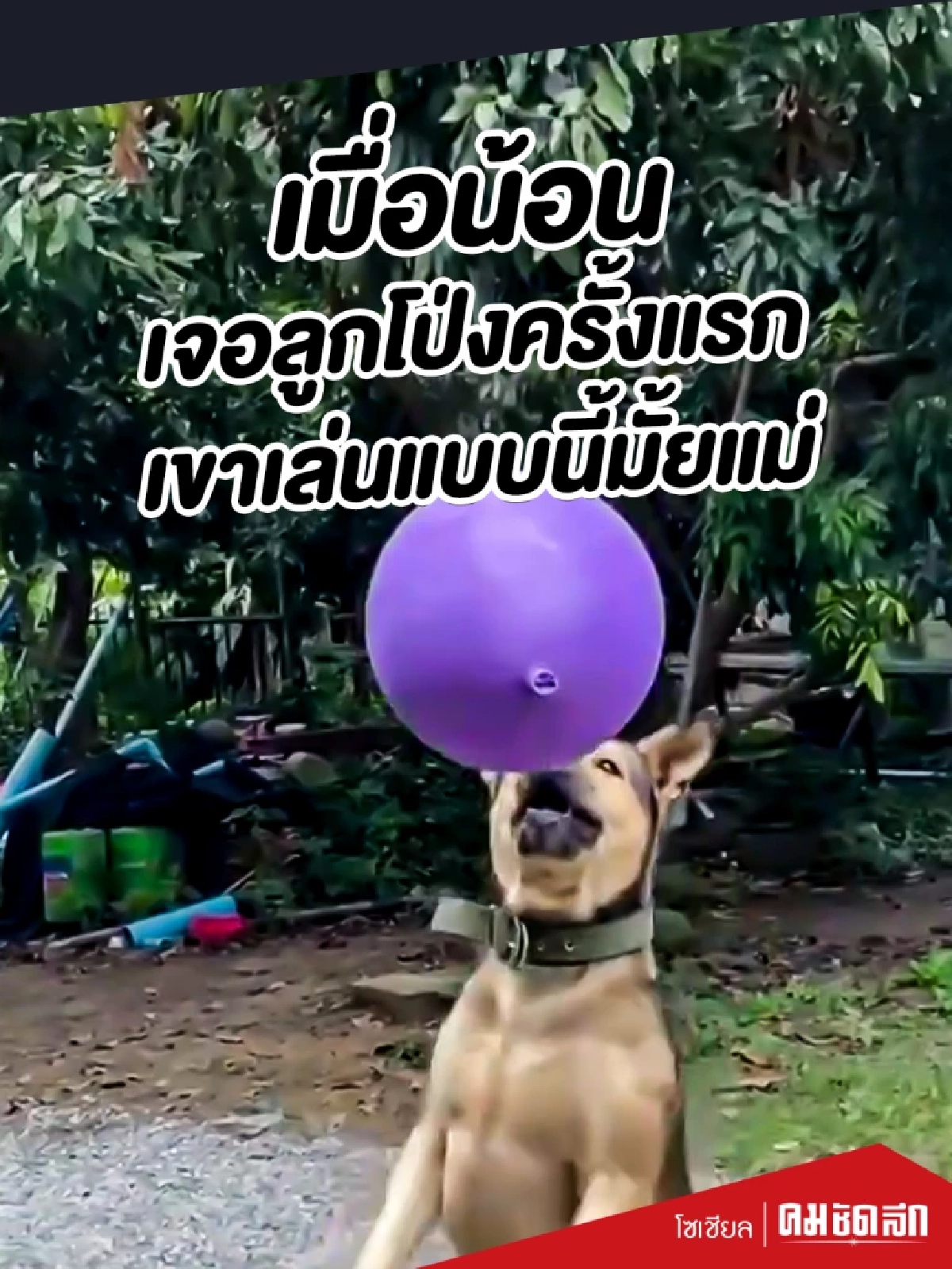 (คลิป) เมื่อน้อนเจอลูกโป่งครั้งแรก เขาเล่นแบบนี้มั้ยแม่