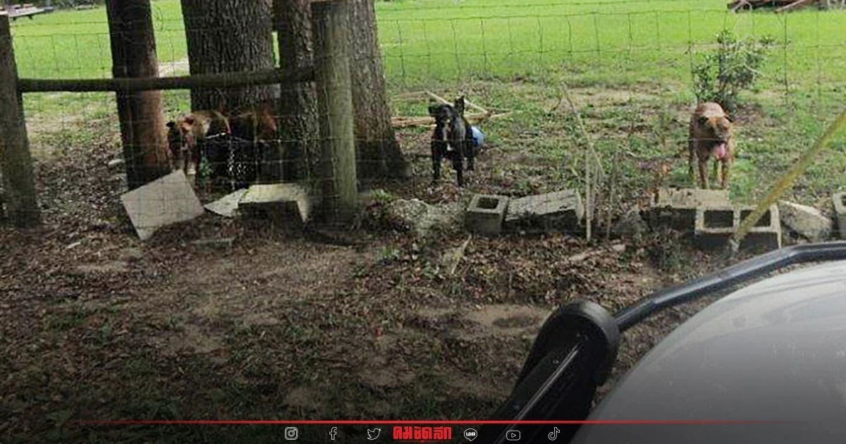 สลด พนง.ไปรษณีย์ฟลอริดาวัย 61 เสียชีวิต "หมาหมู่" 5 ตัวหลุดจากบ้าน รุมกัด