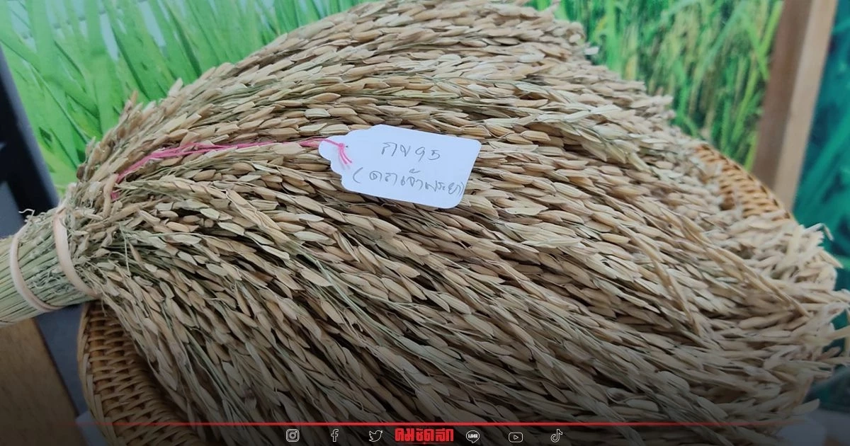 "กรมการข้าว" เปิดตัว "ข้าว" น้องใหม่ 4 พันธุ์ผลผลิตสูง