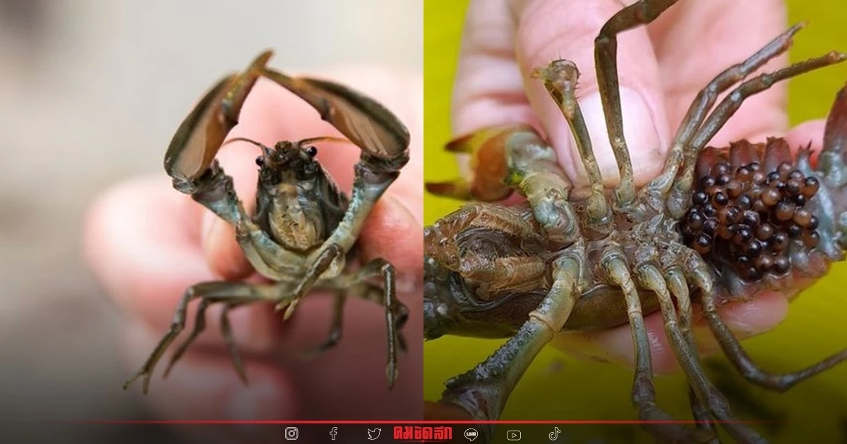 แนะชาวอังกฤษเจอ “เครย์ฟิช”ชนิดนี้ที่ไหนให้กำจัด วิธีดีที่สุด จิ้มที่สมอง 