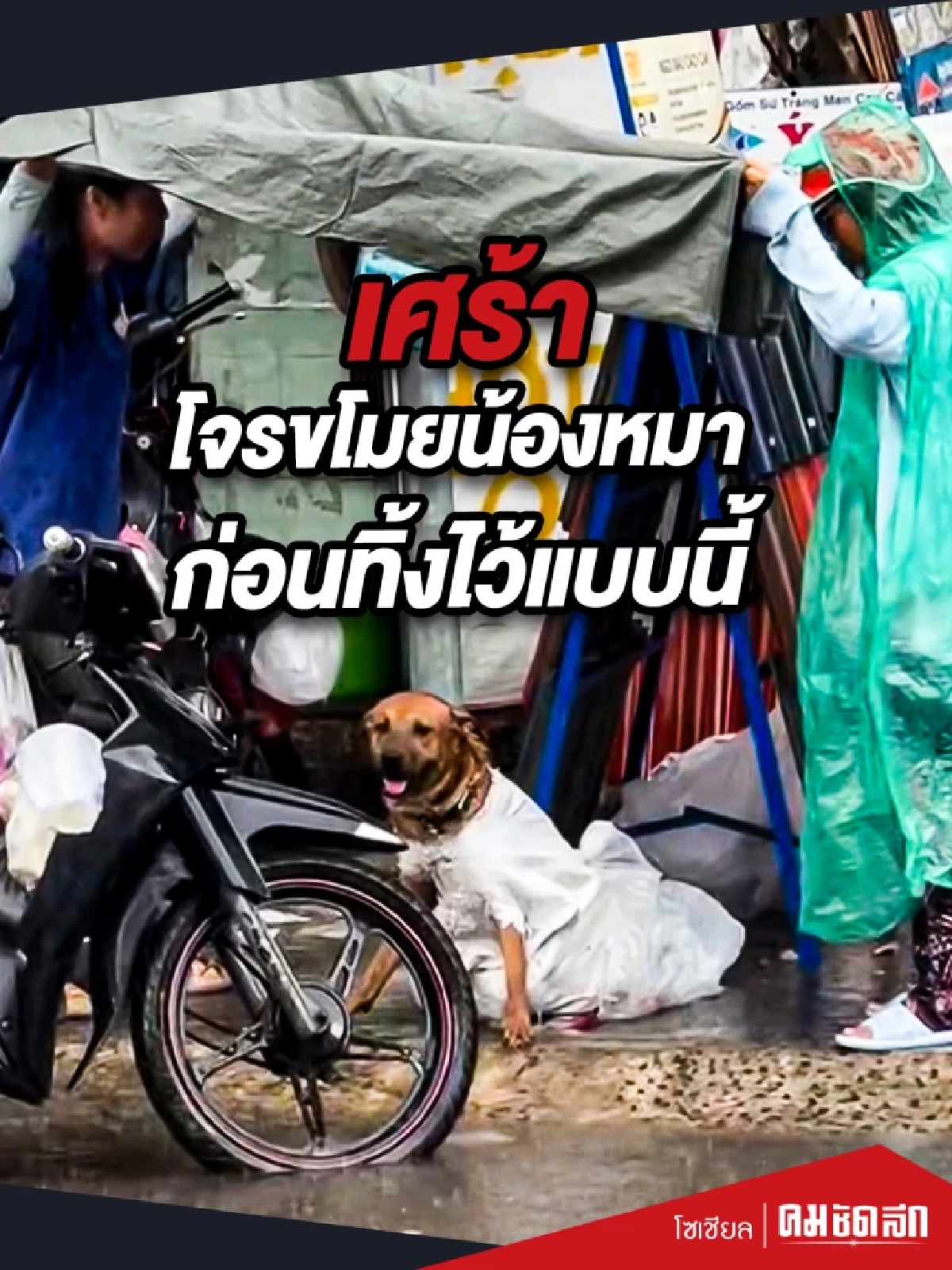 (คลิป) เศร้า โจรขโมยน้องหมา ก่อนทิ้งไว้แบบนี้