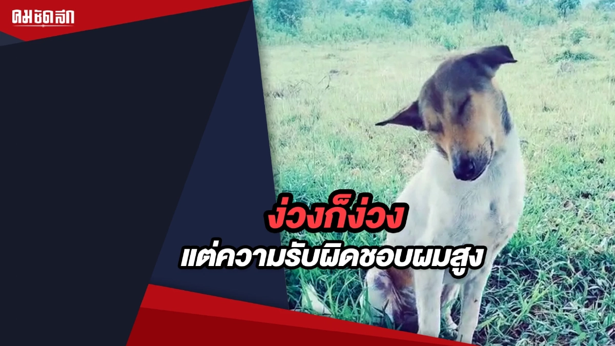 (คลิป) น้องหมาสู้ความง่วง กับความรับผิดชอบที่สูง