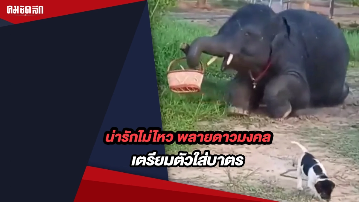 (คลิป) น่ารักไม่ไหว พลายดาวมงคล เตรียมตัวใส่บาตร