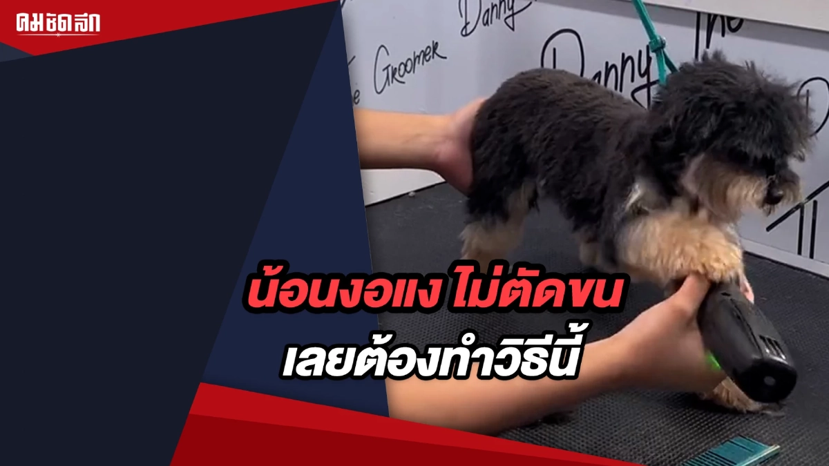 (คลิป) เมื่อน้องหมางอแง ไม่ยอมตัดขน เลยต้องหลอกด้วยวิธีนี้ (คลิป) เมื่อน้องหมางอแง ไม่ยอมตัดขน เลยต้องหลอกด้วยวิธีนี้
