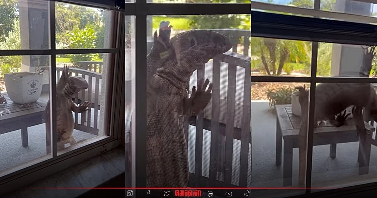 "ตะกวดยักษ์" บุกบ้านฟลอริดา ปีนป่ายก่อนตก เห็นแล้วผวาคล้ายก็อดซิลลา (คลิป)