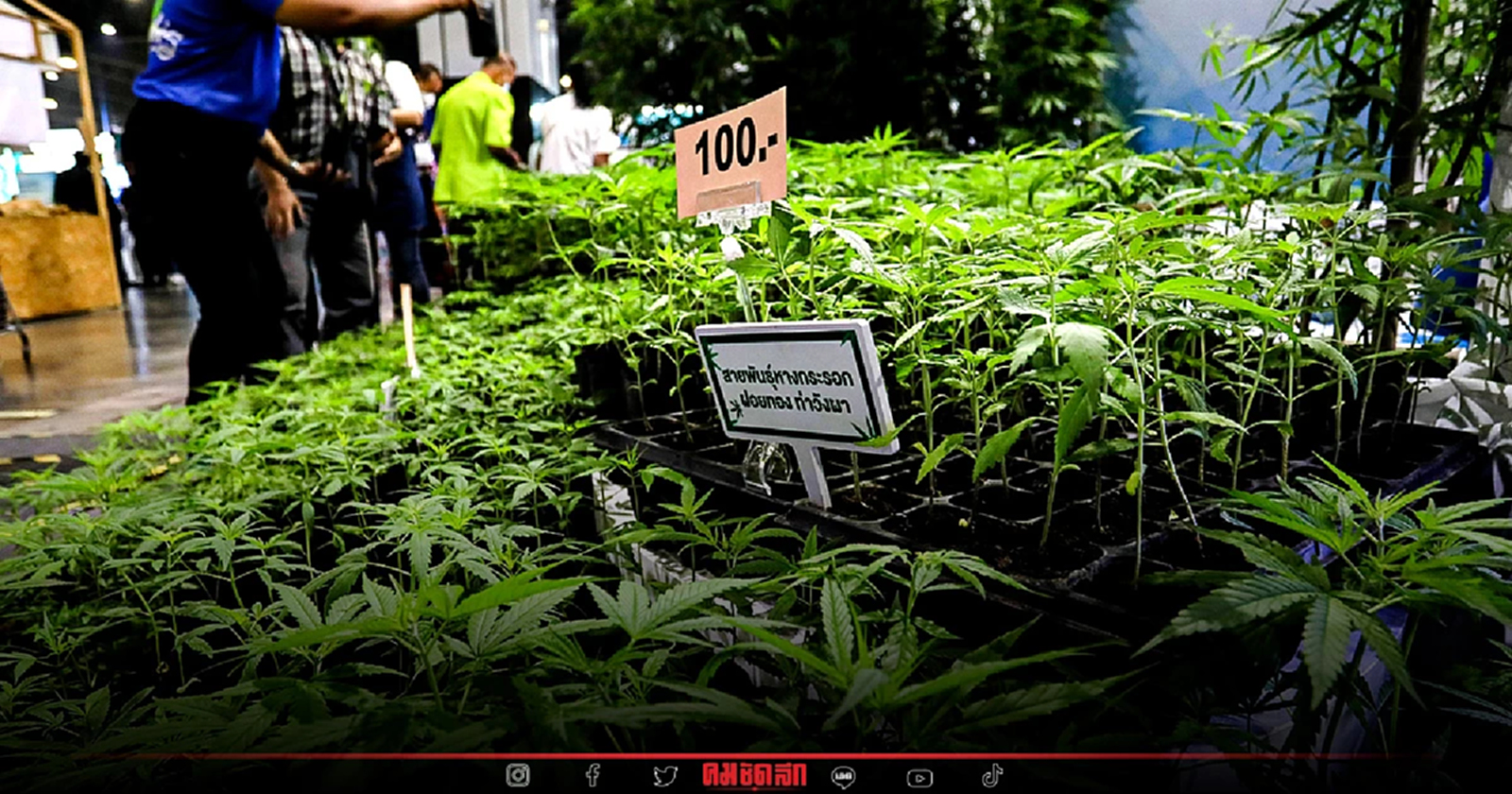 กัญชา กัญชง ยังมีกม.ควบคุม รัฐบาลขอ"อย่ากังวล"