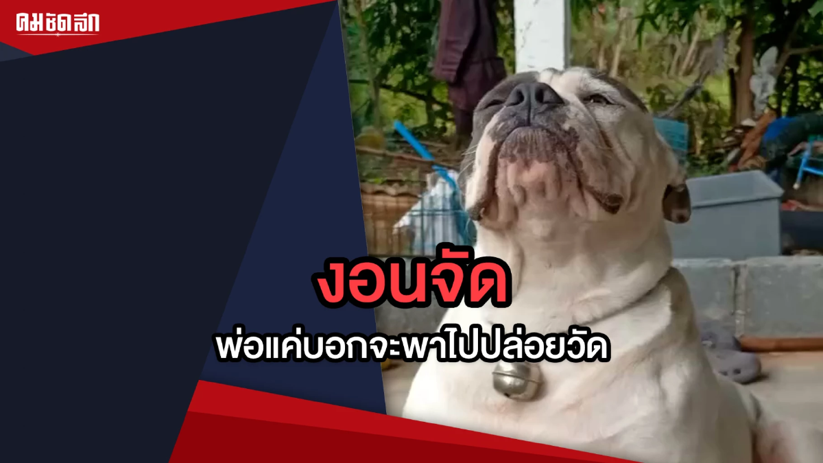 (คลิป) เอ็นดู น้องหมา ขี้งอน เมื่อพ่อบอก จะพาไป ปล่อยวัด (คลิป) เอ็นดู น้องหมา ขี้งอน เมื่อพ่อบอก จะพาไป ปล่อยวัด
