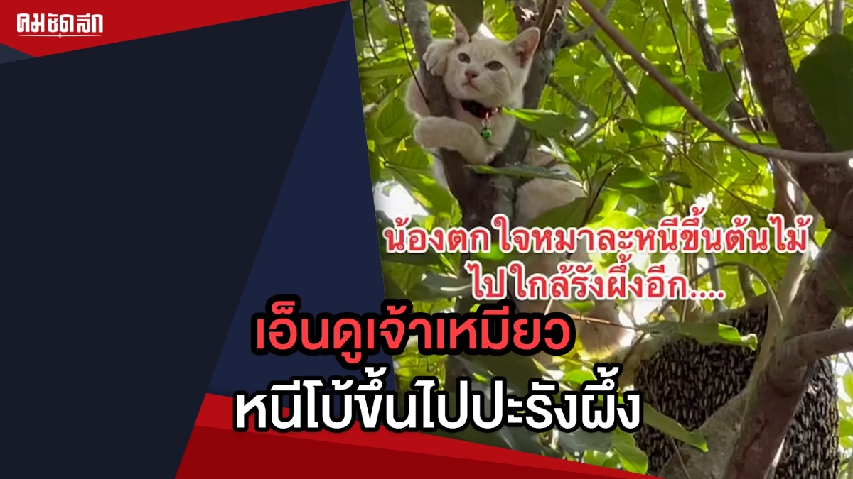 (คลิป) เอ็นดูเจ้าเหมียว หนีโบ้ขึ้นต้นไม้ แต่ไปปะรังผึ้ง (คลิป) เอ็นดูเจ้าเหมียว หนีโบ้ขึ้นต้นไม้ แต่ไปปะรังผึ้ง