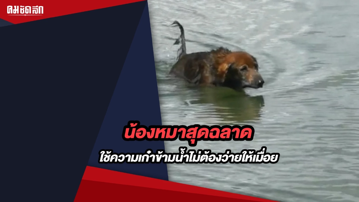 (คลิป) น้องหมาสุดฉลาด ใช้ความเก๋าข้ามน้ำไม่ต้องว่ายให้เมื่อ (คลิป) น้องหมาสุดฉลาด ใช้ความเก๋าข้ามน้ำไม่ต้องว่ายให้เมื่อ