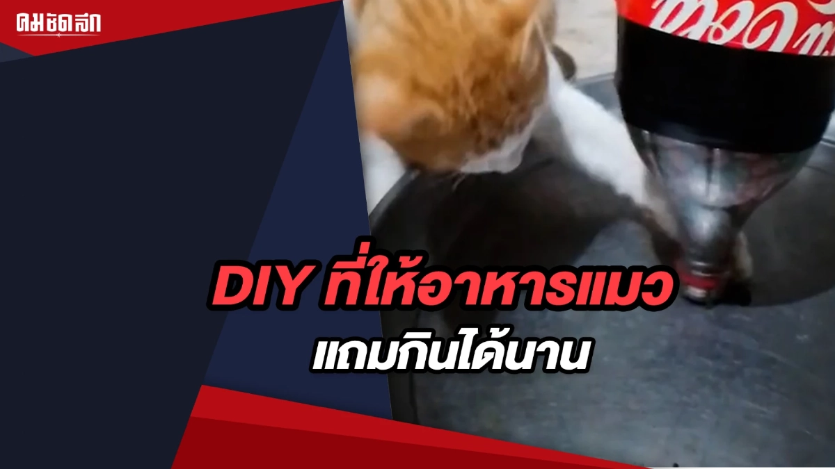 (คลิป) สุดต๊าช DIY ที่ให้อาหารแมว แถมกินได้นาน